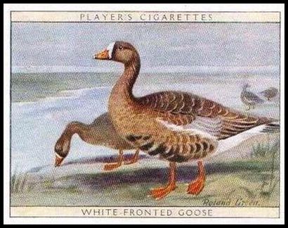 9 White fronted Goose